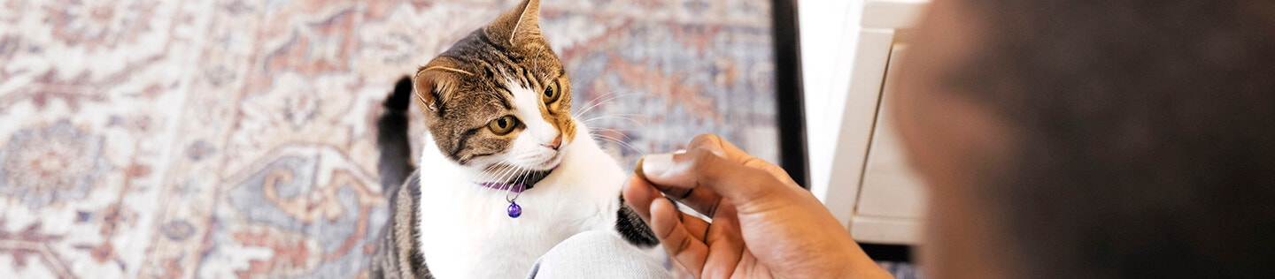 Panduan Pelatihan Kucing Buang Air yang Komprehensif 