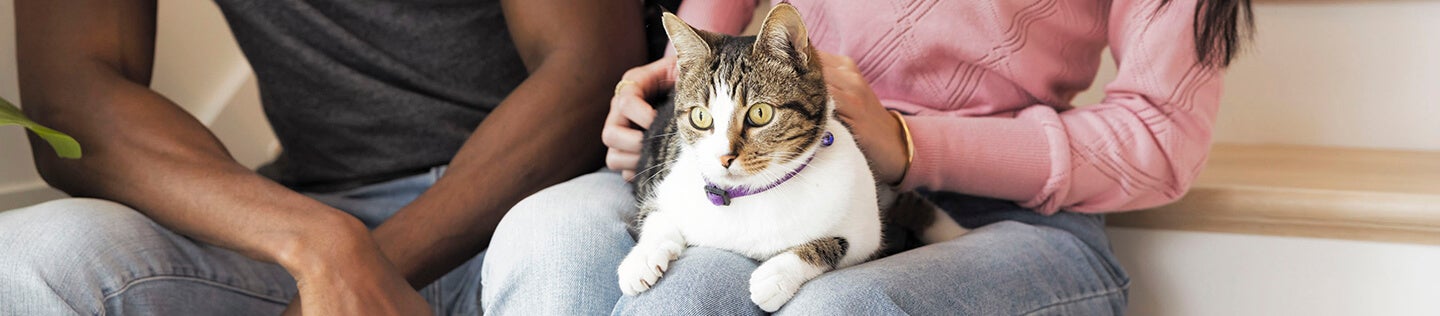Cara Merawat Kucing Baru Lahir: 8 Tips Membesarkan Anak Kucing agar Sehat Terawat