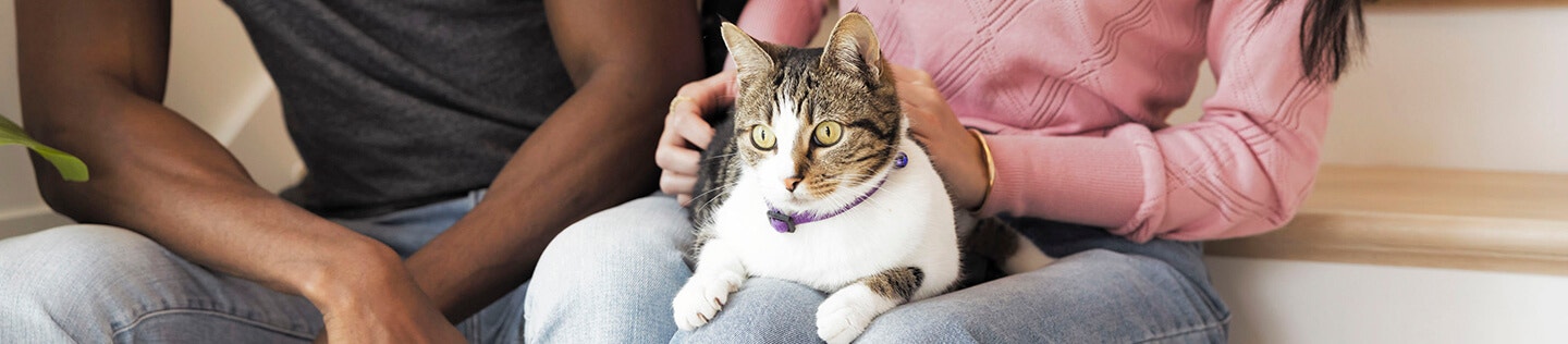 vet approved tips image