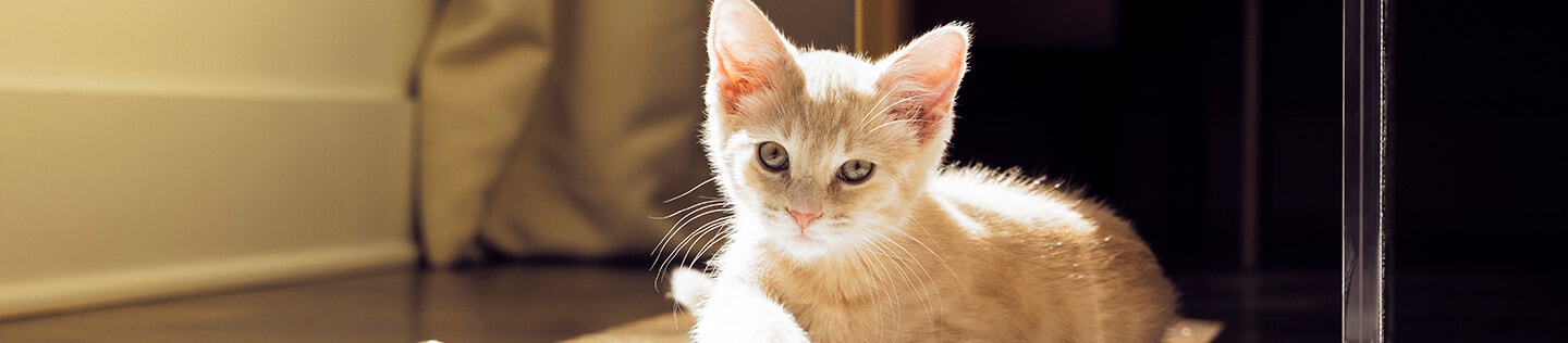 Cara Menghilangkan Kutu Kucing