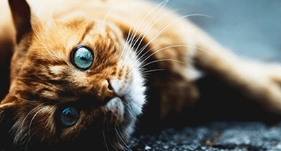 Pedoman Memberi Makan Kucing Anda