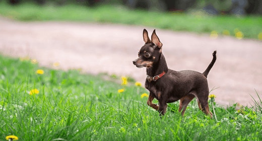 Mengapa Anjing Makan Rumput