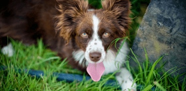 Mengenali Tanda-tanda Kembung pada Anjing Anda
