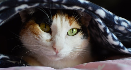 Jagung Untuk Kucing: Apakah Baik Untuk Mereka?