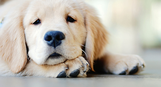 dog article