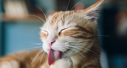 Penyebab Kucing Muntah dan Pengobatannya