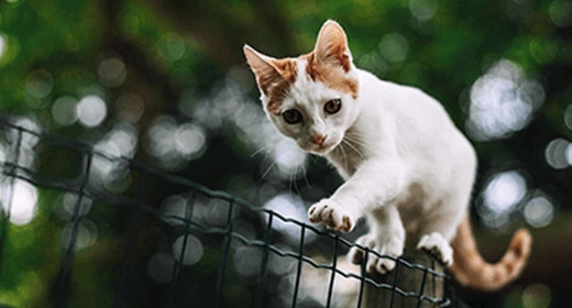 Myths About Feeding Your Kitten a Raw Meat Diet