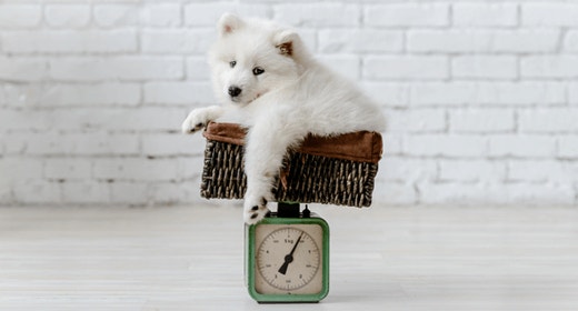 Keeping Your Dog's Weight in Check