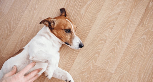 Recognizing the Signs of Bloat in Your Dog