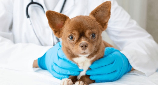 Puppy Basics: Spaying and Neutering