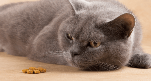 Apakah Kucing Pemilih makanan ? Berikut Beberapa Tips Untuk Membantu Anda!