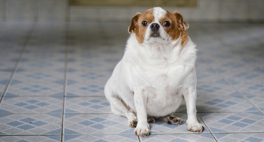 How Fat Affects Your Dog’s Performance
