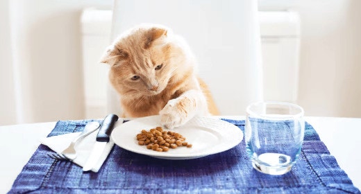 Memahami Kebiasaan Makan Kucing Anda
