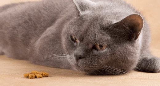 Apakah Kucing Anda Pemilih Makanan?