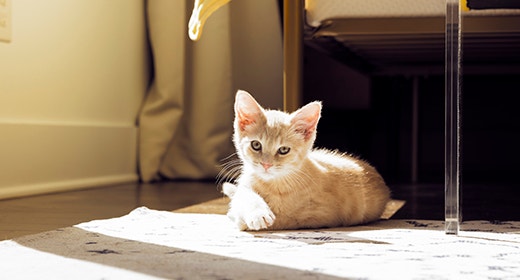 Vaksin Anti Rabies untuk Kucing