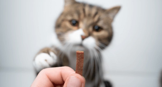 cat article detail banner mobile