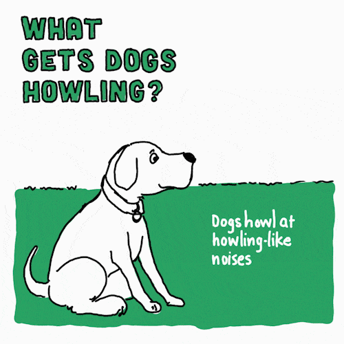 Why Do Dogs Howl?