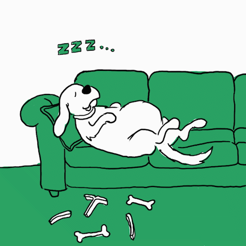 Why Do Dogs Sleep So Much? We Take an A to Zzz Look at the Issue
