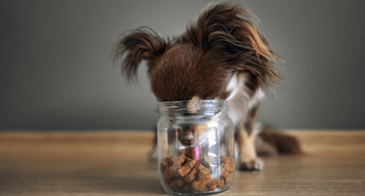 Mengapa Anjing Suka Pilah-Pilih Makanan?