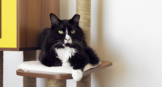 Vaksinasi Kucing