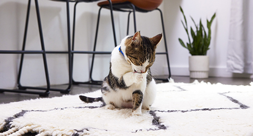 Rhinotracheitis pada Kucing